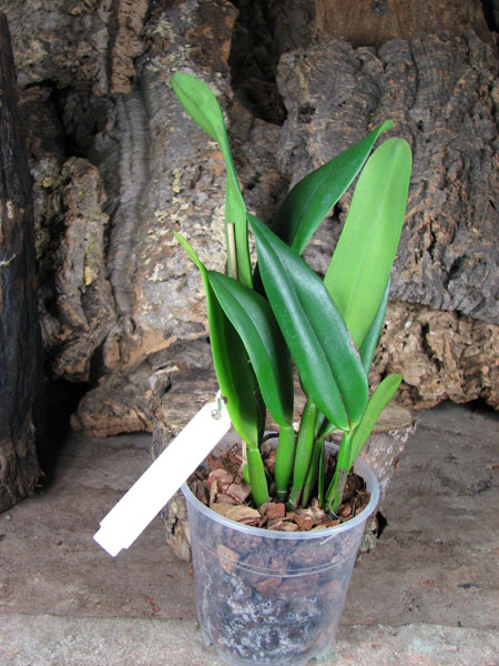 Potinara Chief Sweet Orange 'Sweet Orange'.jpg