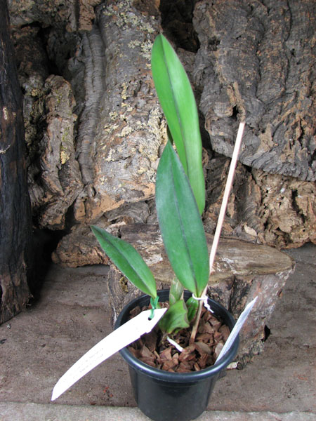 Sophrolaeliocattleya Circle of Life 'Mesmerize' x Sophrolaeliocattleya Newberry Promise.jpg
