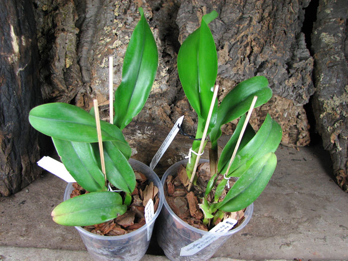 Potinara Hsinying Pachi Pachi 'C H  #6'.jpg