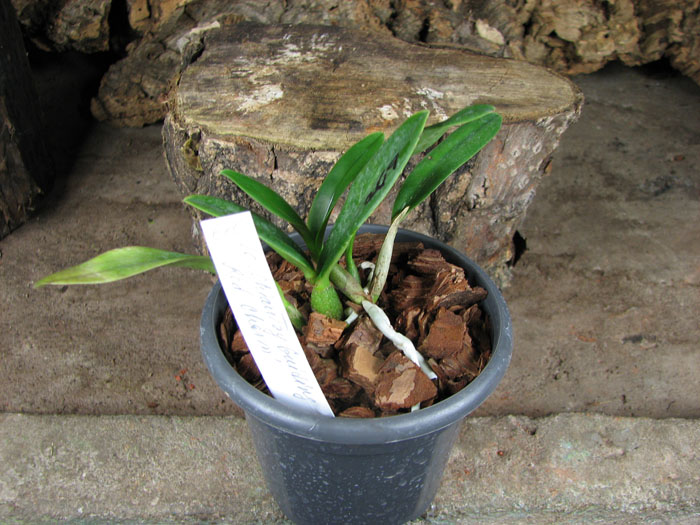 Laeliocattleya Chian Tzy Guiding 'Red Charm'.jpg