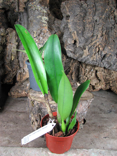 Potinara Chief Emperor 'Sunset'.jpg