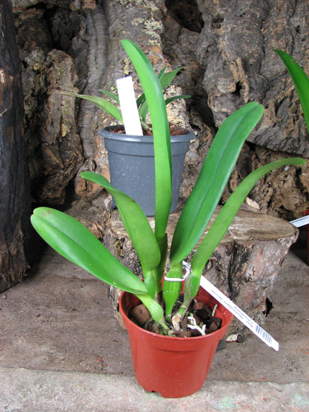 Rhynchosophrocattleya Mormilani Jewel 'Chunfong'.jpg