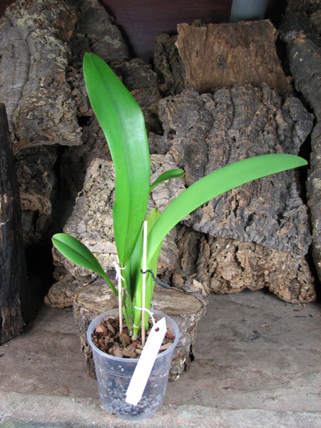 Brassolaeliocattleya Taiwan Ruby 'Taiyoung #6'.jpg