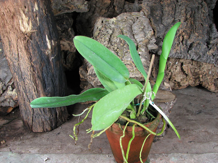 Cattleya warneri suavissima 'Ricardo Bells' x Cattleya warneri alba 'Perim'.jpg