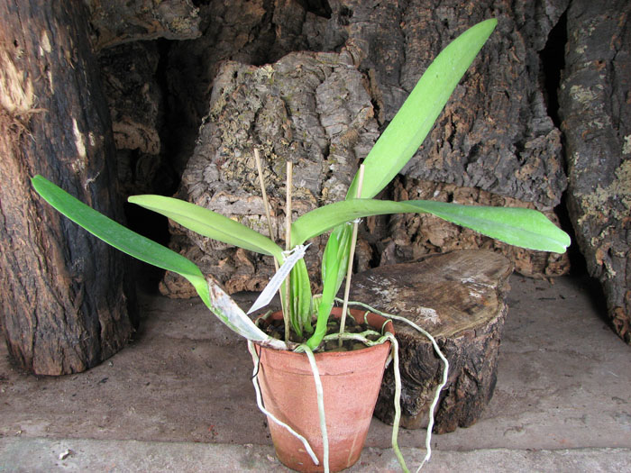 Cattleya warneri concolor 'HI' x Cattleya warneri venosa suave.jpg