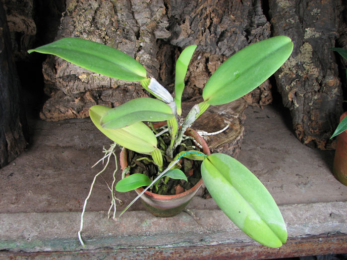 Cattleya warneri semi alba 'Aline' x Cattleya warneri semi alba integra orlata.jpg