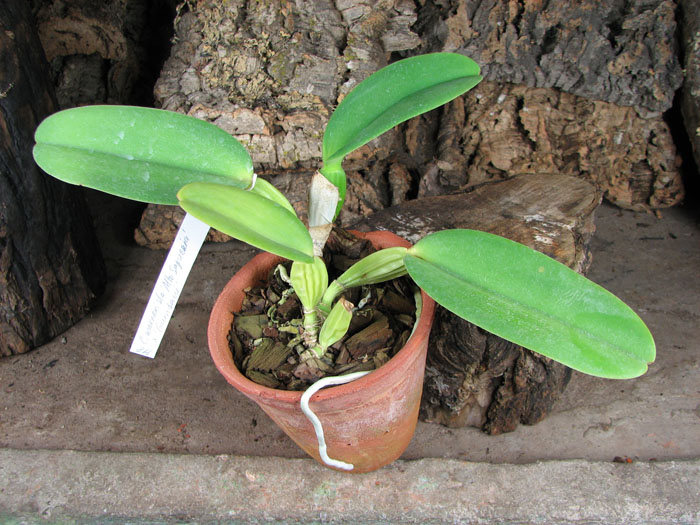 Cattleya warneri semi alba 'Alto Sapucaia' x Cattleya warneri semi alba 'Guindani'.jpg