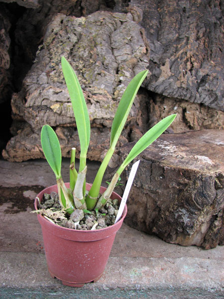 Laelia briegeri.jpg