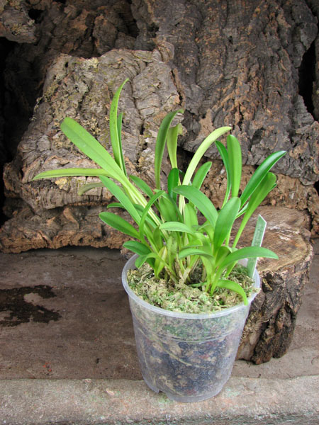 Masdevallia davisii.jpg