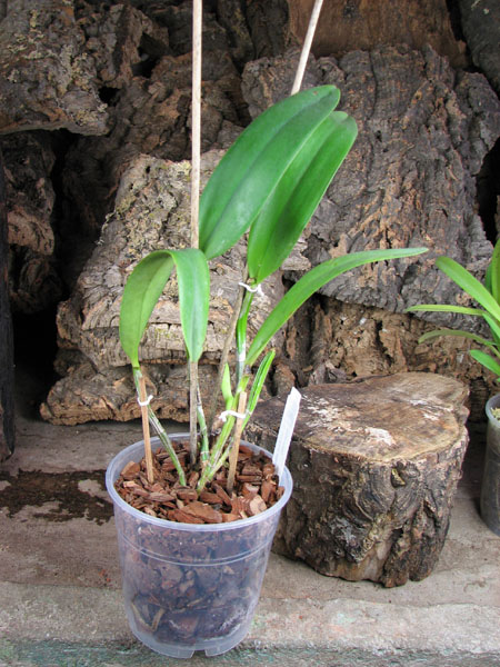 Cattleya Undine alba (intermedia x mossiae).jpg