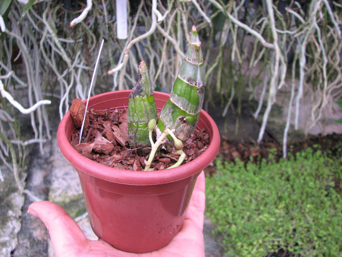 Clowesia Grace Dunn 'Chadds Ford'.jpg