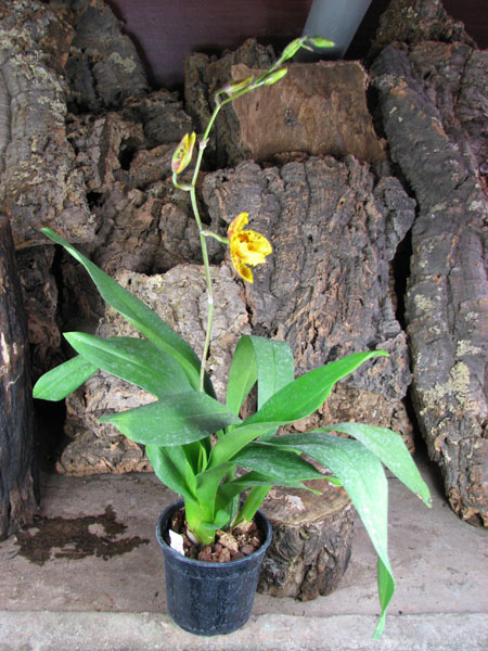 Wilsonara Stirling Tiger.jpg