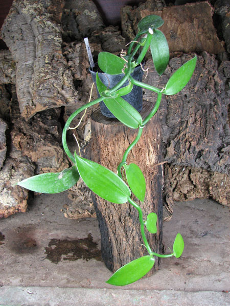 Vanilla planifolia.jpg