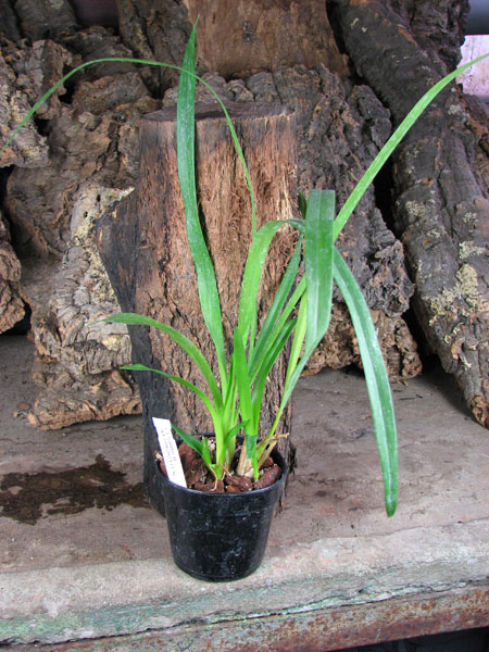CYMBIDIUM ERYTHROSTYLUM.jpg