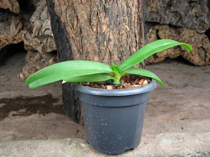 Rhynchostylis gigantea Orange.jpg
