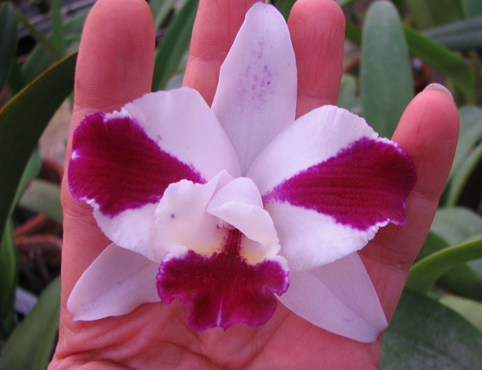 Purple Cascade 'Fragrance Beauty'.jpg