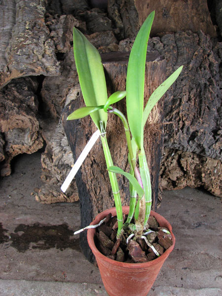 Laeliocattleya Purple Cascade 'Fragrance Beauty'.jpg