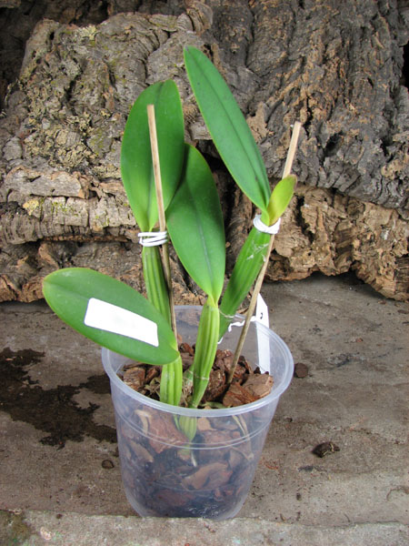 Cattleya lueddemanniana (Morena x OK-2) 'N 1' x lueddemanniana dark lip splash.jpg