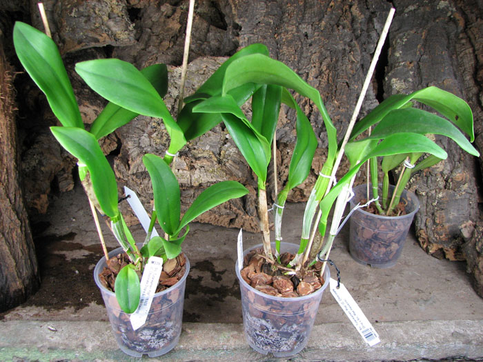 Sophrolaeliocattleya Tutankamen 'Pop'.jpg