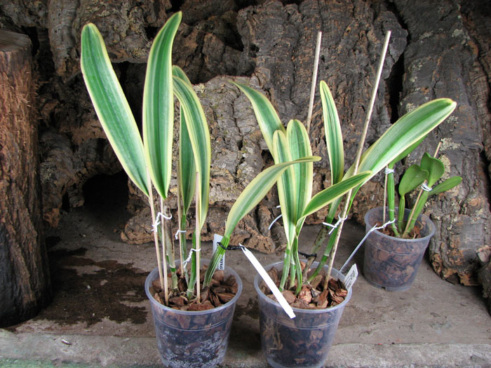 Cattleya Sedlescombe 'Variegated' (Annette x Suavior).jpg