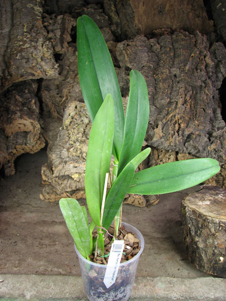 Brassolaeliocattleya Fort Watson 'Mendenhall'.jpg
