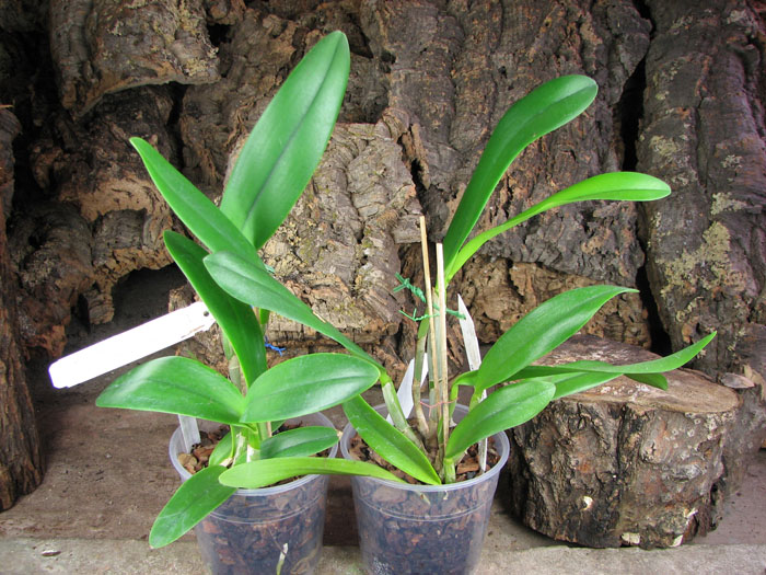 Brassocattleya Angel Lace (Cattleya Little Angel x Brassavola digbyana).jpg