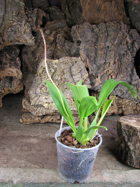 Vuylstekeara Yokara 'Perfection' x Oncidium leucochillum.jpg