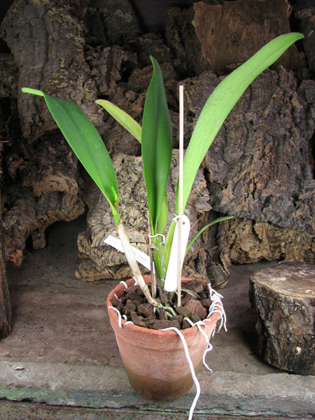 Brassolaeliocattleya Chinese Beauty 'Fire Phoenix'.jpg