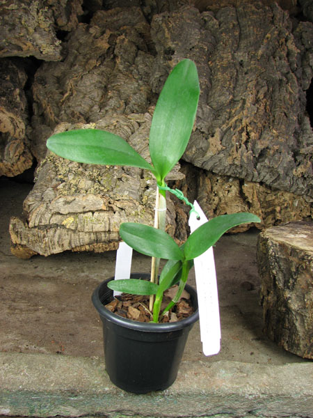 Cattleya Orchidom Brabant 'Flamingo's Child' x Cattleya Caudebec 'Breckinridge'.jpg
