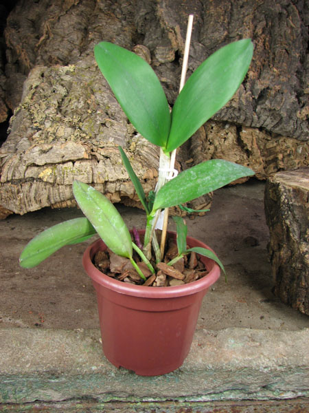 Cattleya Little Seagull.jpg