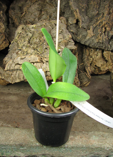 Cattleya Sea Breeze 'Blue Ribbon'.jpg