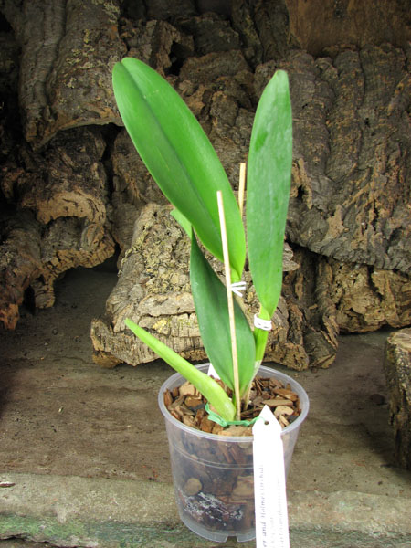 Potinara Susan Fender 'Cover Girl'.jpg