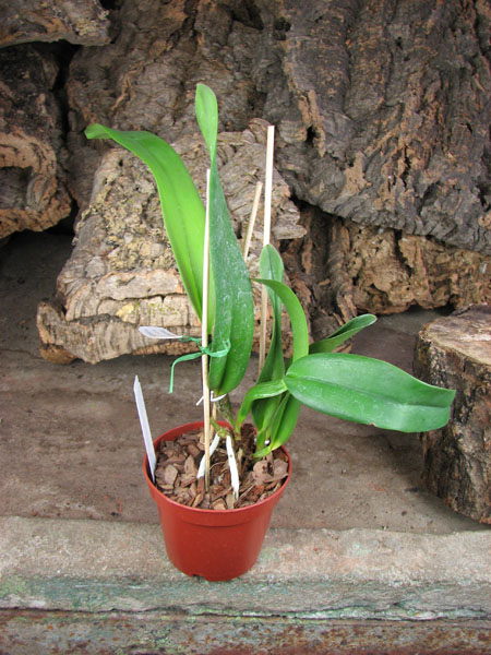 Brassolaeliocattleya Muscadine Wine.jpg