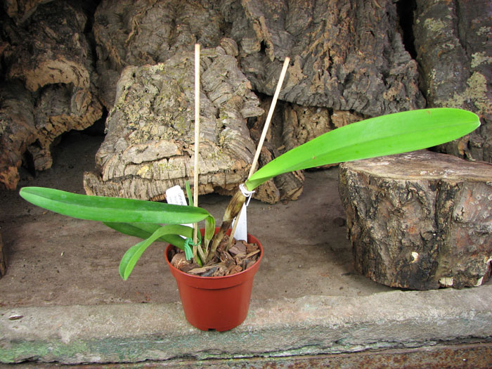 Laelia purpurata flammea 'Jean Webster' x self.jpg