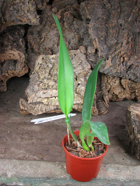 Potinara (Brassolaeliocattleya Toshie Aoki x Sophrolaeliocattleya Final Touch 'Mendenhall').jpg