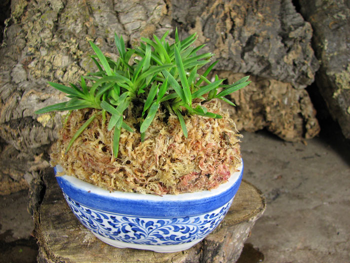 Neofinetia falcata Awaharibeni.jpg