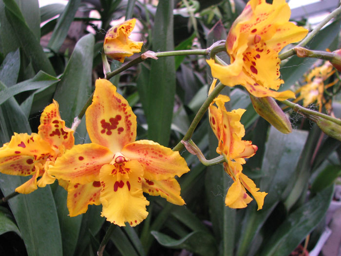 Wilsonara Stirling Tiger.jpg