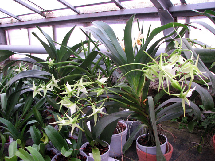 Angraecum Veitchii.jpg