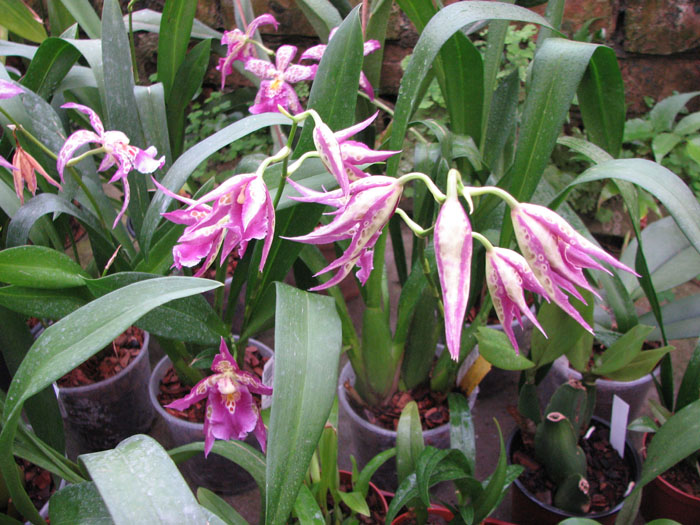 Beallara Patricia McCully 'Pacific Matriarch'.jpg