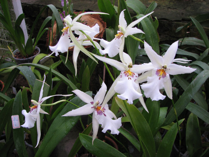 Beallara Tropic Splendour 'Everglade'.jpg