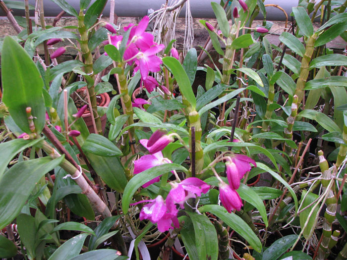 Dendrobium Red Emperor 'Prince'.jpg