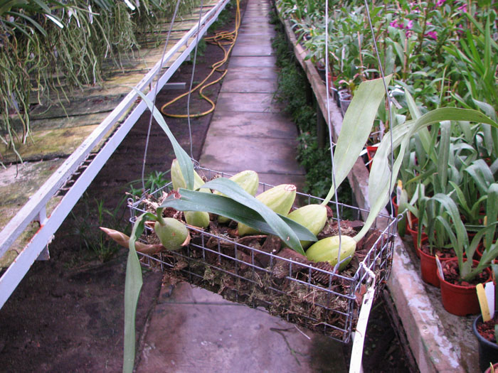 Coelogyne cristata 'maxima'.jpg
