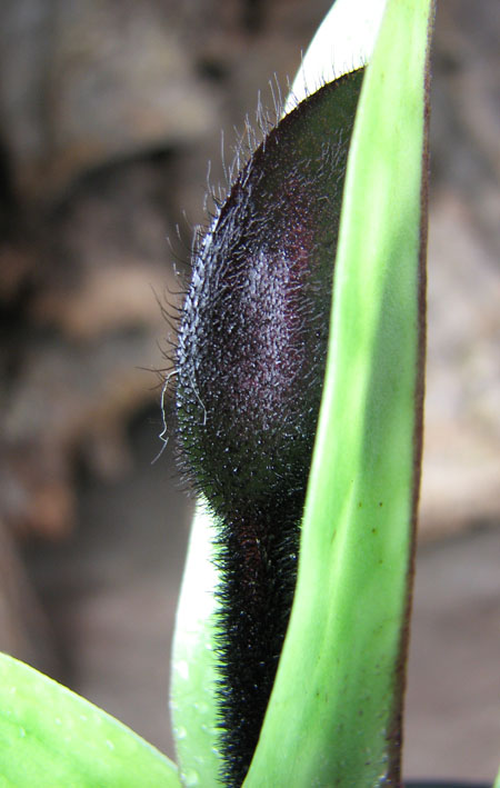Paphiopedilum Hsinying Web x mastersianum.jpg