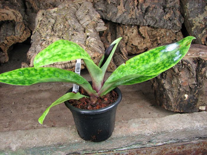 Paphiopedilum Hsinying Web x mastersianum.jpg