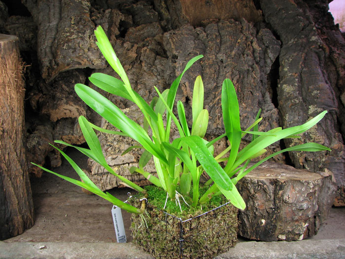 Miltonia spectabilis (extra size).jpg