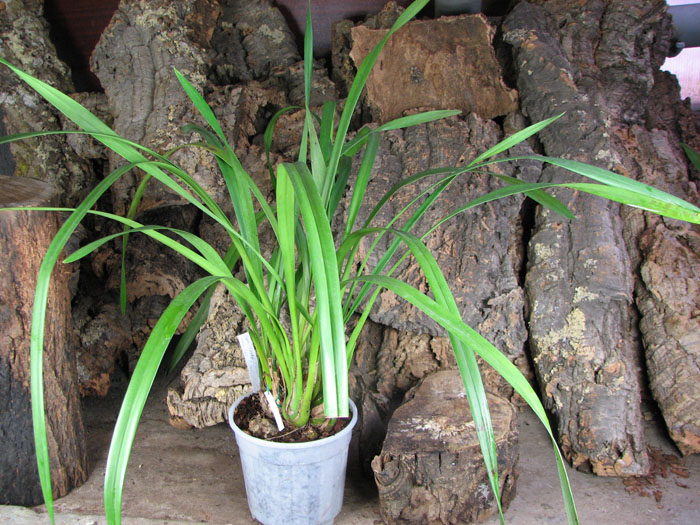 Cymbidium Lucky Flower 'Ammitsu Hime'.jpg