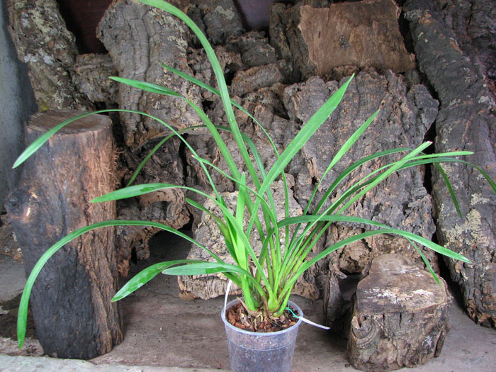 Cymbidium Seaside 'Saya'.JPG