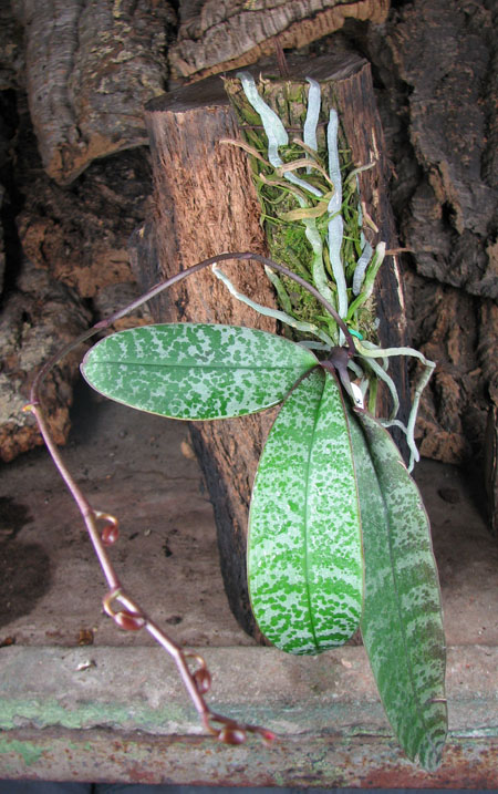 Phalaenopsis schilleriana.jpg