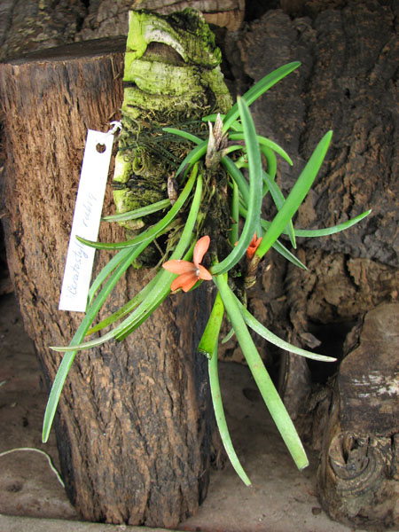 Ceratostylis rubra.jpg