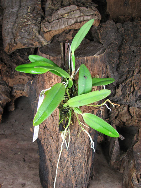 Laelia alaori suave 'Binot' x Cattleya luteola 'Big Star'.jpg